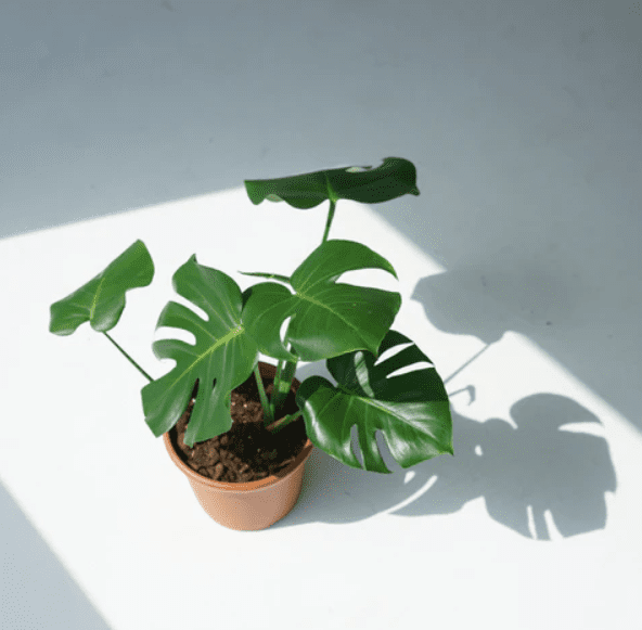 كود خصم بستنة 2025 | يمنحك خصم إضافي 10% 1 كود خصم بستنة 2025 | يمنحك خصم إضافي 10%