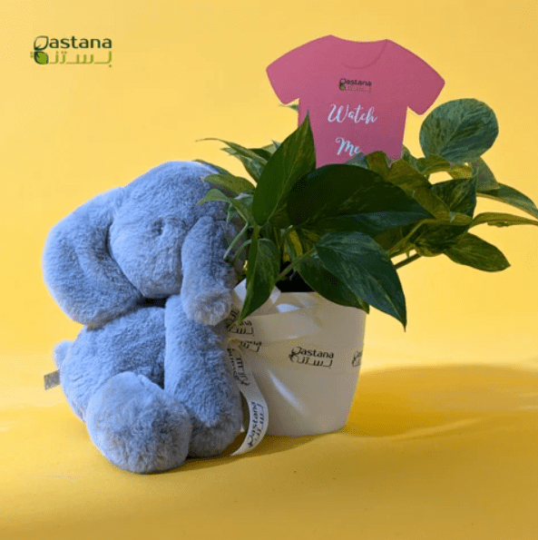 كود خصم بستنة 2025 | يمنحك خصم إضافي 10% 2 كود خصم بستنة 2025 | يمنحك خصم إضافي 10%